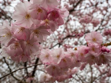 Cherry Flowers 'la yakın çekim. Çiçek açan kiraz ağacı. Kiraz çiçekleri