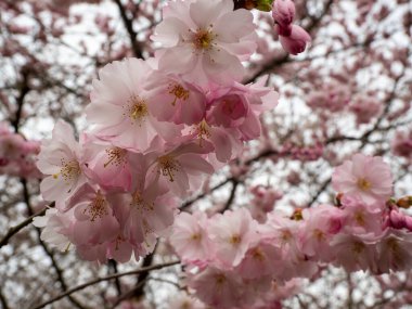 Cherry Flowers 'la yakın çekim. Çiçek açan kiraz ağacı. Kiraz çiçekleri