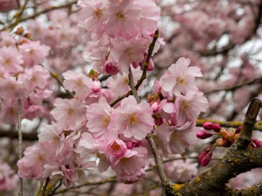 Cherry Flowers 'la yakın çekim. Çiçek açan kiraz ağacı. Kiraz çiçekleri