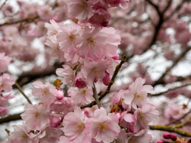 Cherry Flowers 'la yakın çekim. Çiçek açan kiraz ağacı. Kiraz çiçekleri