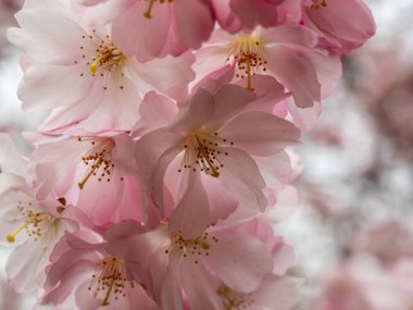 Cherry Flowers 'la yakın çekim. Çiçek açan kiraz ağacı. Kiraz çiçekleri