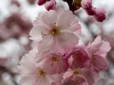 Cherry Flowers 'la yakın çekim. Çiçek açan kiraz ağacı. Kiraz çiçekleri