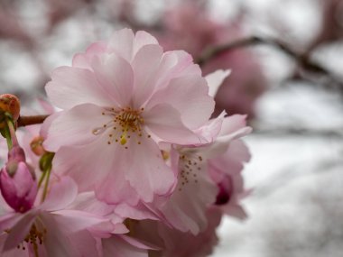Cherry Flowers 'la yakın çekim. Çiçek açan kiraz ağacı. Kiraz çiçekleri