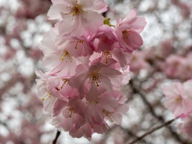 Cherry Flowers 'la yakın çekim. Çiçek açan kiraz ağacı. Kiraz çiçekleri