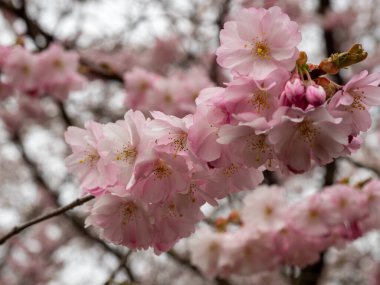 Cherry Flowers 'la yakın çekim. Çiçek açan kiraz ağacı. Kiraz çiçekleri