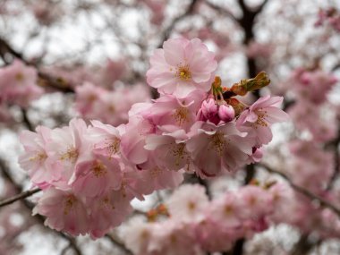 Cherry Flowers 'la yakın çekim. Çiçek açan kiraz ağacı. Kiraz çiçekleri