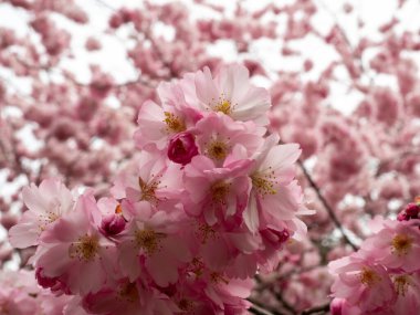 Cherry Flowers 'la yakın çekim. Çiçek açan kiraz ağacı. Kiraz çiçekleri