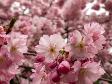 Cherry Flowers 'la yakın çekim. Çiçek açan kiraz ağacı. Kiraz çiçekleri