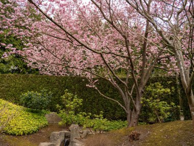 Cherry Flowers 'la yakın çekim. Çiçek açan kiraz ağacı. Kiraz çiçekleri