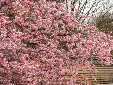 Cherry Flowers 'la yakın çekim. Çiçek açan kiraz ağacı. Kiraz çiçekleri
