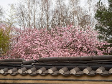 Cherry Flowers 'la yakın çekim. Çiçek açan kiraz ağacı. Kiraz çiçekleri
