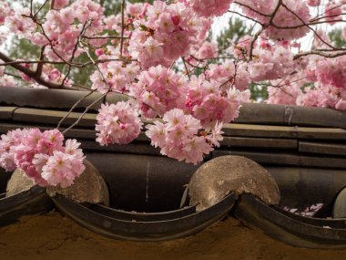 Cherry Flowers 'la yakın çekim. Çiçek açan kiraz ağacı. Kiraz çiçekleri