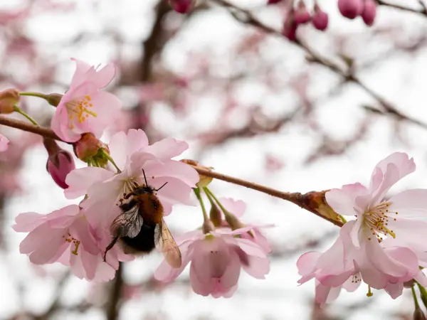 Zweig Mit Kirschblüten Nahaufnahme Blühender Kirschbaum Kirschblüten — Stockfoto