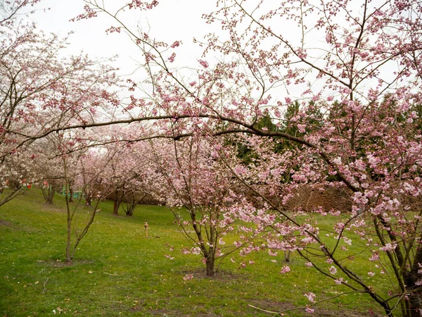 클로즈업하는 브랜치 벚꽃피는 벚나무 — 스톡 사진