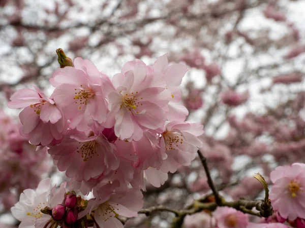 Filial Med Cherry Flowers Närbild Blommande Körsbärsträd Körsbär — Stockfoto