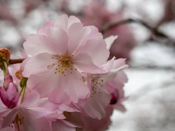 Cherry Flowers Yakın Çekim Çiçek Açan Kiraz Ağacı Kiraz Çiçekleri — Stok fotoğraf