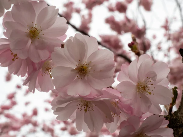 Cherry Flowers 'la yakın çekim. Çiçek açan kiraz ağacı. Kiraz çiçekleri