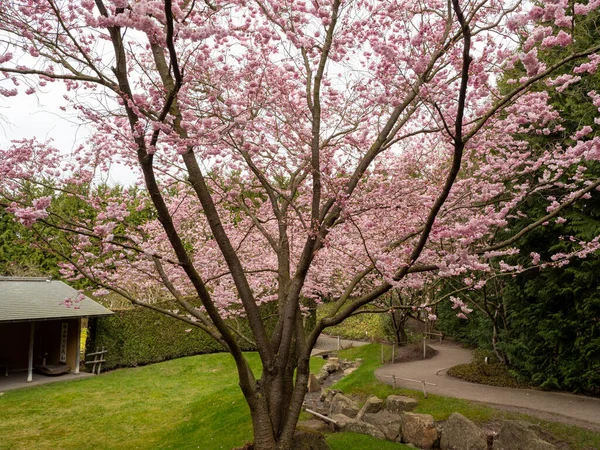 Branch Met Cherry Flowers Close Bloeiende Kersenboom Kersenbloemen — Stockfoto