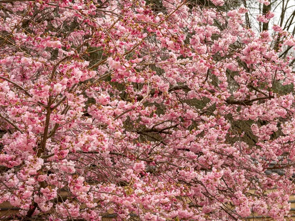 Branche Avec Gros Plan Sur Les Fleurs Cerisier Cerisier Fleurs — Photo