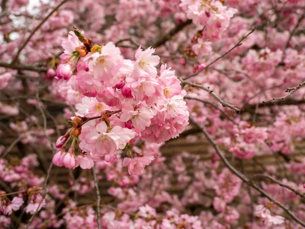 Rama Con Flores Cerezo Cerca Cerezo Floreciente Flores Cereza — Foto de Stock