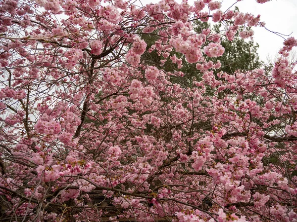 Branche Avec Gros Plan Sur Les Fleurs Cerisier Cerisier Fleurs — Photo