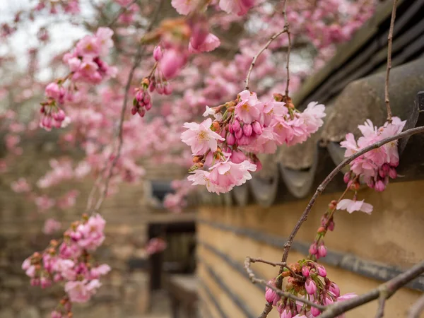 Branch Med Cherry Flowers Close Blomstrende Kirsebærtræ Kirsebærblomster - Stock-foto