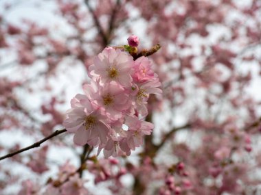 Çiçek açan kiraz. Çiçek açan kiraz ağacı. kiraz çiçekleri.