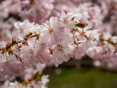 Çiçek açan kiraz. Çiçek açan kiraz ağacı. kiraz çiçekleri.