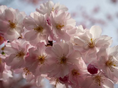 Çiçek açan kiraz. Çiçek açan kiraz ağacı. kiraz çiçekleri.