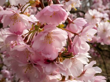 Çiçek açan kiraz. Çiçek açan kiraz ağacı. kiraz çiçekleri.