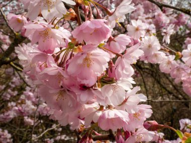 Çiçek açan kiraz. Çiçek açan kiraz ağacı. kiraz çiçekleri.