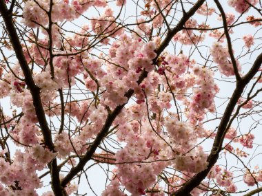 Çiçek açan kiraz. Çiçek açan kiraz ağacı. kiraz çiçekleri.