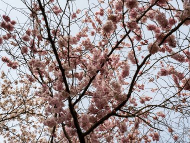 Çiçek açan kiraz. Çiçek açan kiraz ağacı. kiraz çiçekleri.