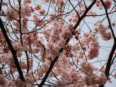 Çiçek açan kiraz. Çiçek açan kiraz ağacı. kiraz çiçekleri.