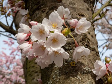 Çiçek açan kiraz. Çiçek açan kiraz ağacı. kiraz çiçekleri.