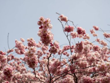 Çiçek açan kiraz. Çiçek açan kiraz ağacı. kiraz çiçekleri.