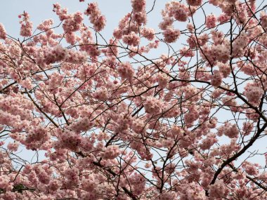 Çiçek açan kiraz. Çiçek açan kiraz ağacı. kiraz çiçekleri.