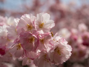 Çiçek açan kiraz. Çiçek açan kiraz ağacı. kiraz çiçekleri.