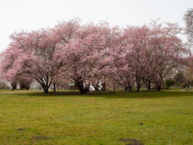 Çiçek açan kiraz. Çiçek açan kiraz ağacı. kiraz çiçekleri.