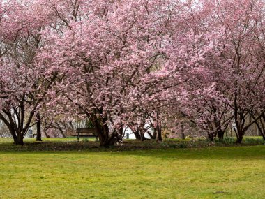 Çiçek açan kiraz. Çiçek açan kiraz ağacı. kiraz çiçekleri.