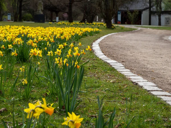 Żółte Żonkile Parku Kwiat Narcyza — Zdjęcie stockowe