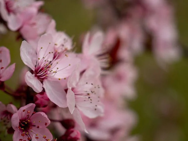 Peach flower. Branch with peach flowers