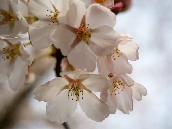 Une Cerise Fleurs Cerisier Fleurs Fleurs Cerisier — Photo