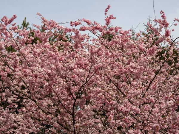 Une Cerise Fleurs Cerisier Fleurs Fleurs Cerisier — Photo