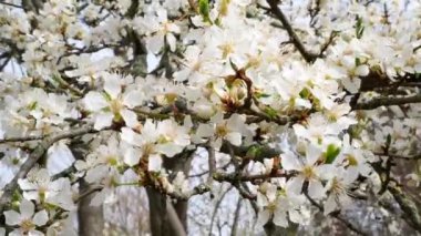 Elma ağacının çiçekli dalları.