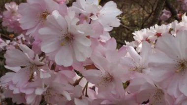 Cherry Flowers 'la yakın çekim. Çiçek açan kiraz ağacı. Kiraz çiçekleri