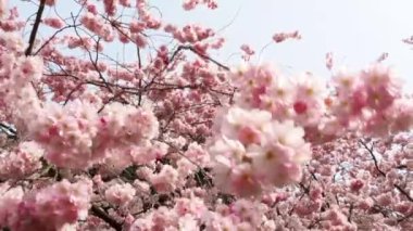 Cherry Flowers 'la yakın çekim. Çiçek açan kiraz ağacı. Kiraz çiçekleri