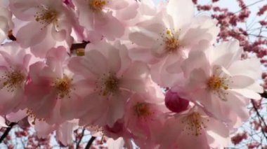 Cherry Flowers 'la yakın çekim. Çiçek açan kiraz ağacı. Kiraz çiçekleri