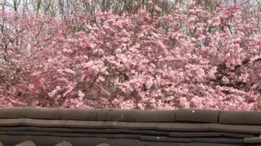 Cherry Flowers 'la yakın çekim. Çiçek açan kiraz ağacı. Kiraz çiçekleri