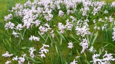 Lilies Chionodoxa luciliae. Bahar çiçekleri chionodoxa. Düşük sürekli büyüyen Chionodoxa (Chionodoxa))